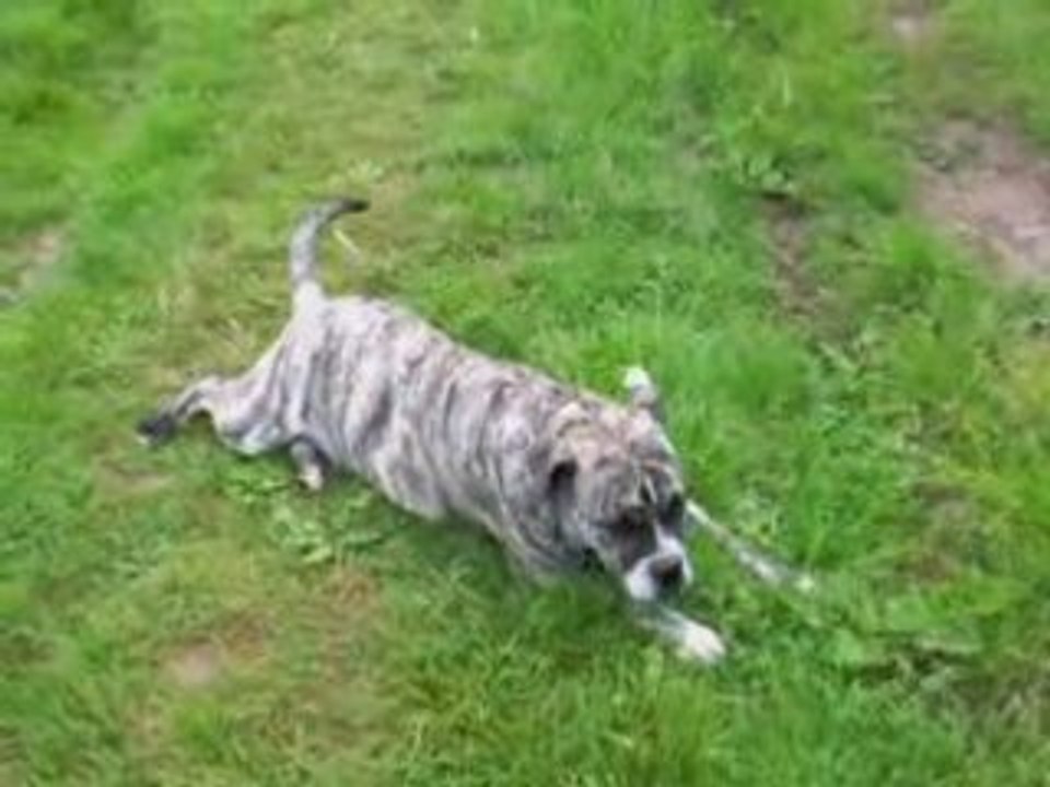 Angel & Casa - ballade matinale dans les champs