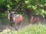 paarden bij Hoogkerk 1