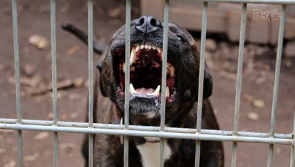 Woman, 23, Mauled to Death by 3 Dogs While Pet Sitting Months Before College Graduation