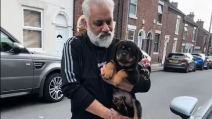 Boy gets home and discovers he has been gifted the cutest Rottweiler puppy