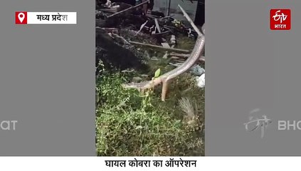 घायल कोबरा का हुआ ऑपरेशन, 80 टांके लगाकर डॉक्टरों ने बचाई जान, 2 घंटे चली सर्जरी