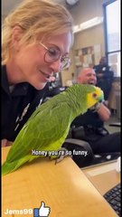 Cute parrot speaking