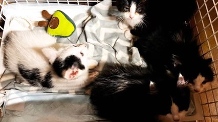 Four malnourished kittens rescued from landfill site in Westcombe