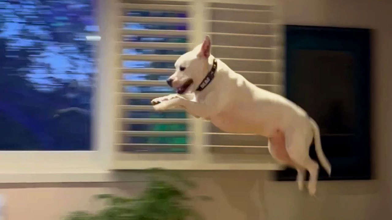 Deaf Pittie Couldn’t Stop ‘Flying’ After Getting Adopted Just In Time