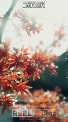 Crossroads of Fate and Deceit Chinese Drama - English Sub