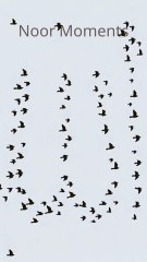 Birds Forming Allah – Natural ASMR Moment 😍🕊️