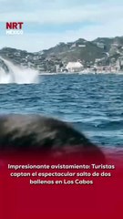 🐋 Turistas que recorrían las costas de #LosCabos captaron en video el increíble salto sincronizado de dos ballenas, una escena tan sorprendente que dejó a todos sin palabras.