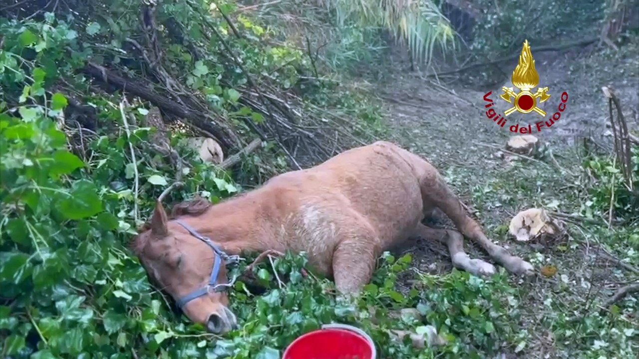 Horse trapped in mud rescued by firefighters' helicopter - Cavallo salvato dai Vigili del Fuoco