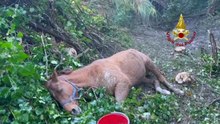 Horse trapped in mud rescued by firefighters' helicopter - Cavallo salvato dai Vigili del Fuoco