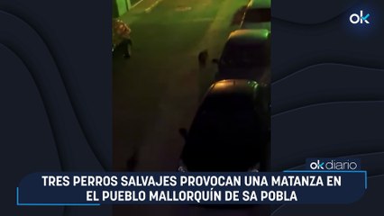 Tres perros salvajes provocan una matanza en el pueblo mallorquín de Sa Pobla