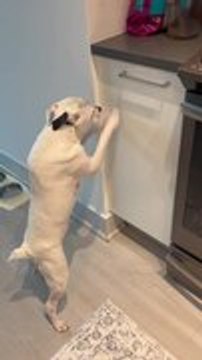 Dog Restlessly Scratches Shelf After Not Getting Food