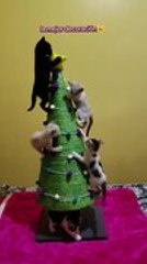 Kittens Playfully Climb Pine Tree and Enjoy Their Little Adventure