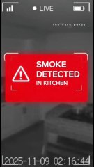 You Won’t Believe What This cat did to save the family