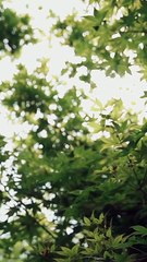 Reborn Reviled and Ridiculously Loved  | Full Movie HD - Best Drama ShortFilms Hot