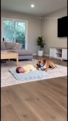 Brave dog saves the baby from death
