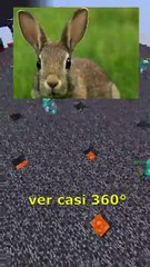 4 datos que deberias saber - Los conejos pueden ver casi 360° alrededor sin mover la cabeza