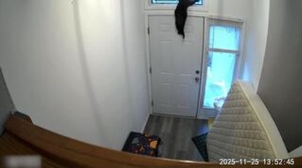 Cat Climbs Old Mattress And Gets Stuck