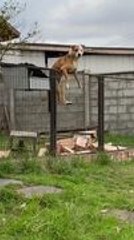 Dog Hilariously Hangs on Fence With Perfect Poker Face