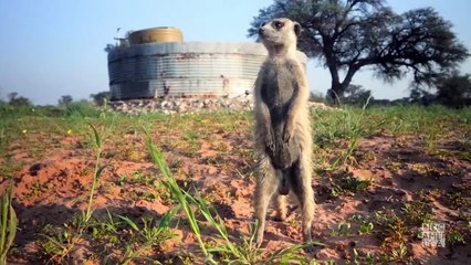 Meerkat Manor: Rise of the Dynasty | show | 2021 | Official Trailer