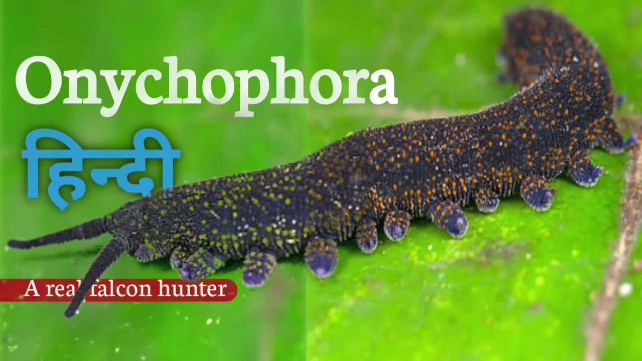 Velvet worms 🐛 Onychophora "A real falcon hunter”