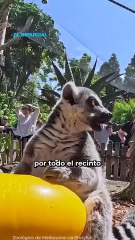 Fiesta de lémures solteros; disfrutan de bufet de botanas