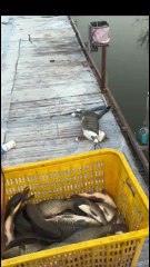 #funny video #shortvideo #viralvideo #funnyadda#