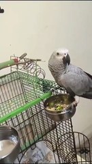 Parrot Thinking Himself As A Cat – African Grey Meowing Video