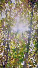 Together Hearts in Sync Dramabox