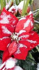 Why Poinsettias Are the Symbol of Christmas