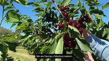 Top of the Hill Orchard celebrates a standout cherry season