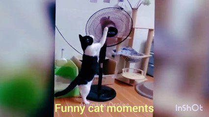 Funny playful cat cute cat playing with fan and puppy toy.Adorable cat moments