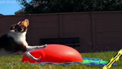 Dog pops giant water balloon