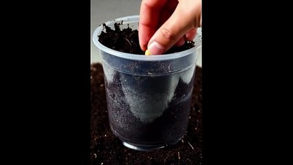 Ultra-Realistic Strawberry Plant Growth Prompts | Seed to Fruit Timelapse | Transparent Pot Cinematic AI Prompts