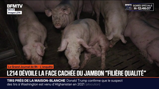 Les images choquantes révélées par l'association L214 dans un élevage de cochons