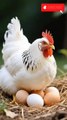 The white hen is incubating and hatching her eggs