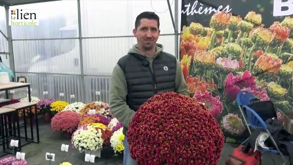 "Salto" rouge et or - Chrysanthèmes Bernard