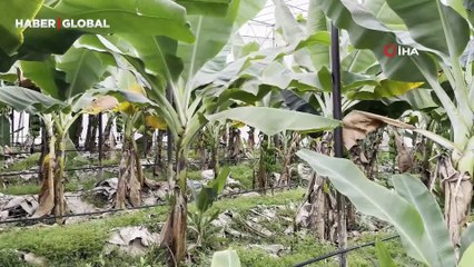 Mersin'de ilginç hırsızlık: Bahçeye girip muz ve avokado hasadı yaptılar