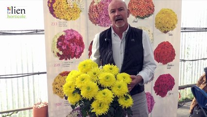 Chrysanthèmes gamme "Open Eyes" - Sauvé-Guittet