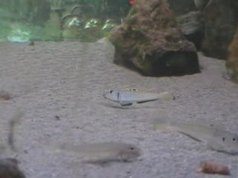 Parade Xenotilapia melanogenys ''utinta''