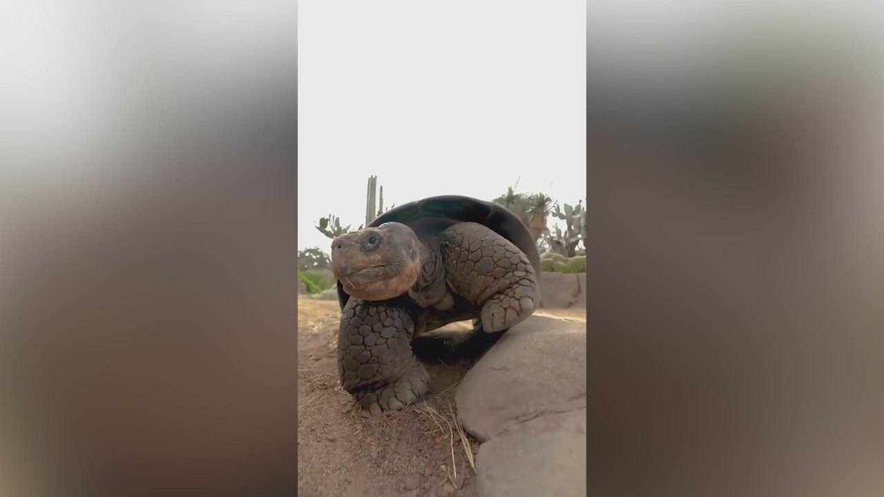 Muere Gramma una de las tortugas más longevas de la historia a los 141 años