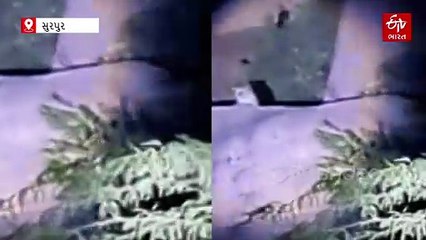 સાબરકાંઠા: ઈડરના સુરપુર વિસ્તારમાં પહાડ પર આરામ ફરમાવતો દીપડો કેમેરામાં કેદ