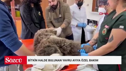 Bitkin halde bulunan yavru ayıya özel bakım