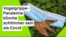 Geflügelpest: Institut warnt - Vogelgrippe-Pandemie könnte schlimmer sein als Covid