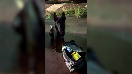 Equipe do Canil do BPRv prende homem com cigarros eletrônicos de THC em ônibus em Cascavel