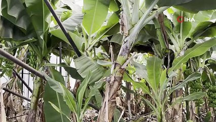 Peş peşe yaşanması atandaşı canından bezdirdi: Bu sefer Türkiye'nin yeşil altınlarını çaldılar