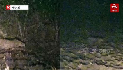 વાલિયા નલધરી ગામની સીમમાં દીપડો દેખાતા હડકંપ: ખેડૂતોએ મોબાઈલમાં કેદ કર્યો વીડિયો, આસપાસના વિસ્તારમાં ભયનો માહોલ