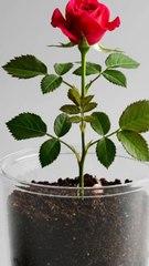 _interesting video shorts for you _ #entertaininganimals #cute #fun #beauty #beautyessentials