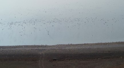 Göçmen kuşların dinlenme noktası: Kars Baraj Gölü
