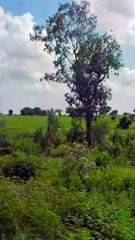 Experience a good environment along with natural beauty | Explore the beauty of Nature | Nature with Amit