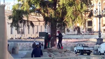 Innalzato l'albero di Natale a piazza S. Pietro: e' alto 27 metri